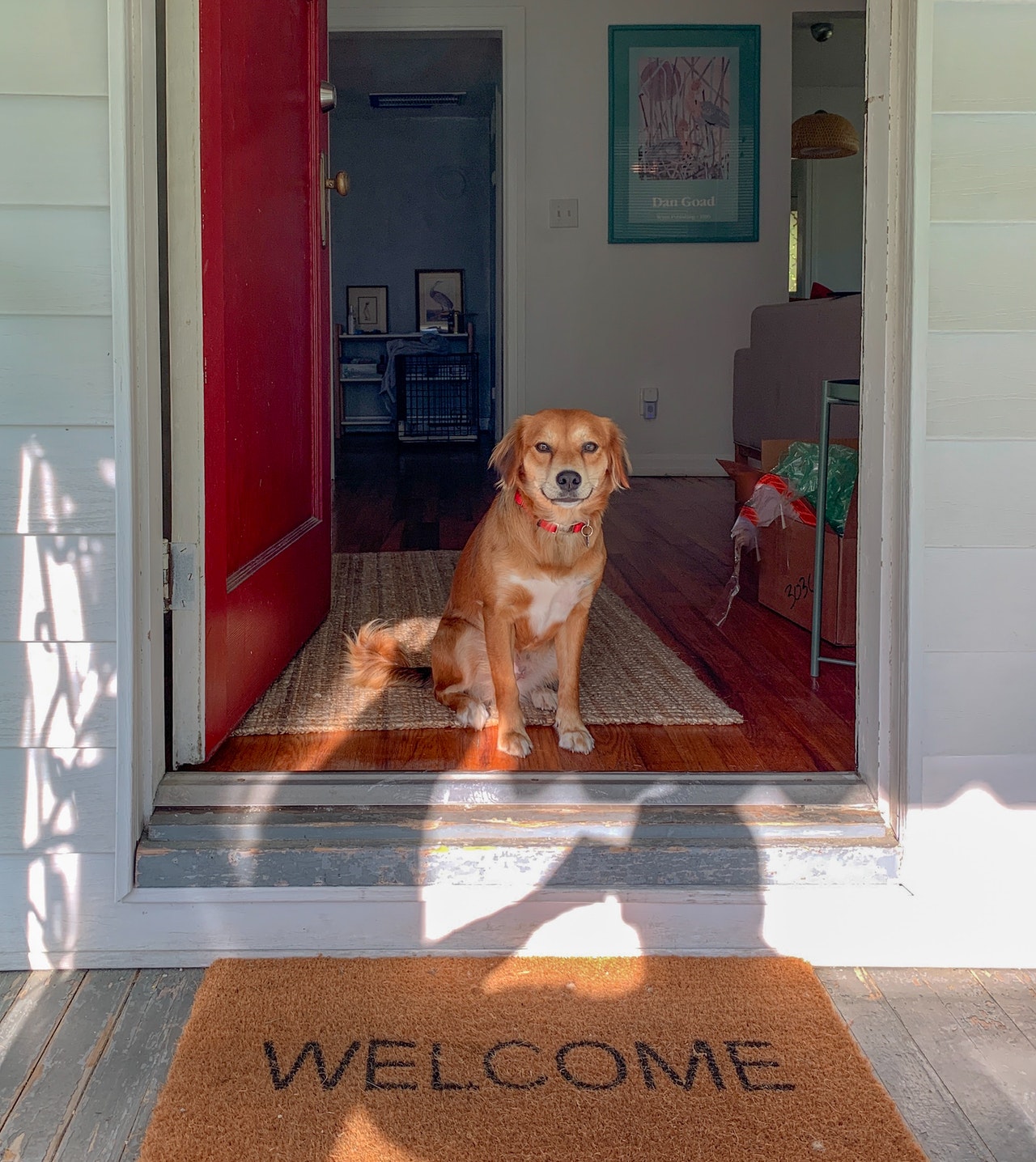 Pet Proofing Your Home - Maggie Poon | Real Estate Agent